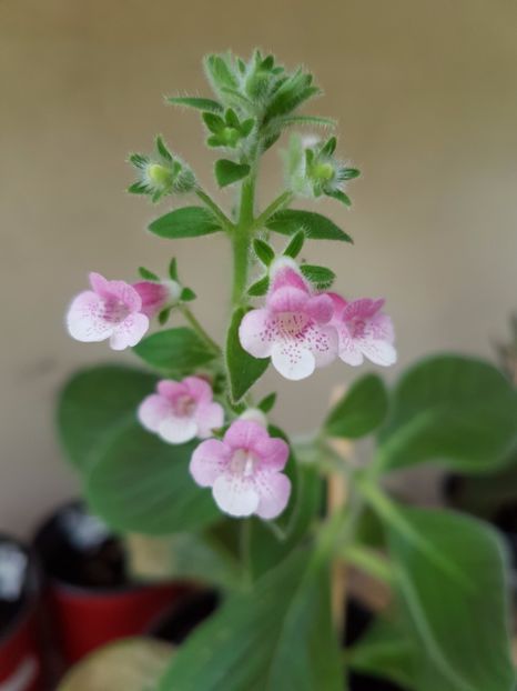 Pink Schadow - KOHLERIILE MELE 2017