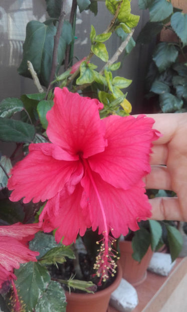  - hibi cooperi rose flake