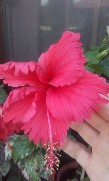  - hibi cooperi rose flake