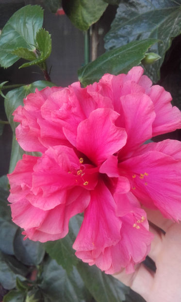  - hibi pride of hankins