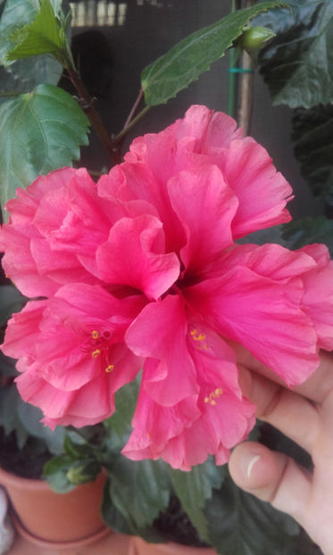  - hibi pride of hankins