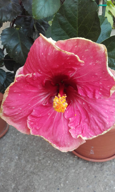  - hibi taiwan cancer boy