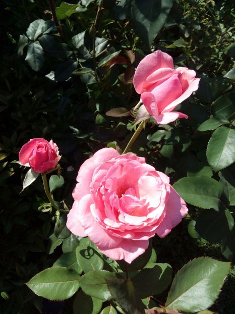  - TRANDAFIRI 2017_2018