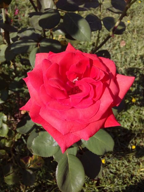  - TRANDAFIRI 2017_2018