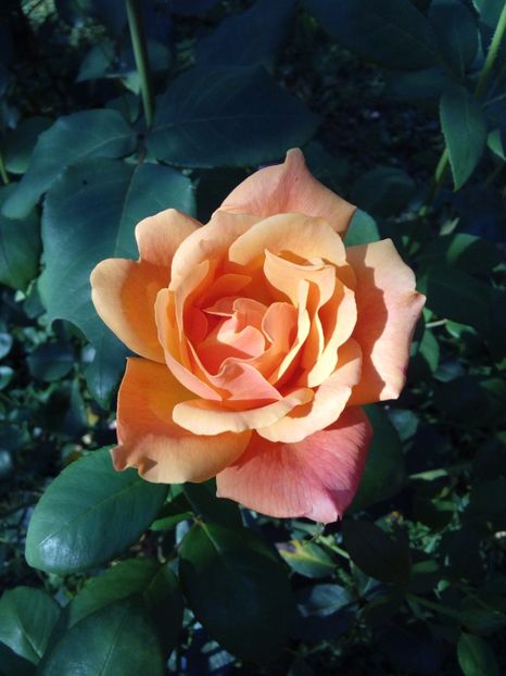  - TRANDAFIRI 2017_2018