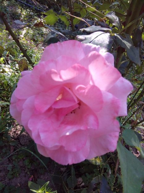  - TRANDAFIRI 2017_2018