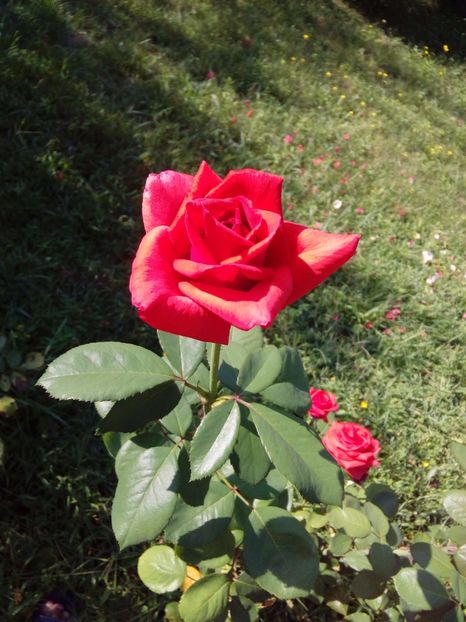  - TRANDAFIRI 2017_2018