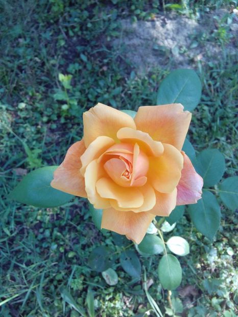  - TRANDAFIRI 2017_2018