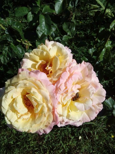  - TRANDAFIRI 2017_2018