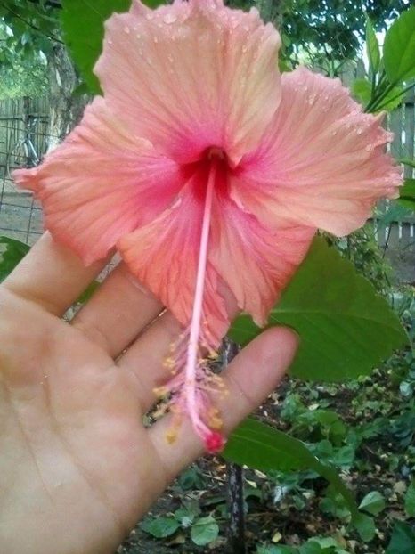  - Hibiscus Hawaian Salmon Sport