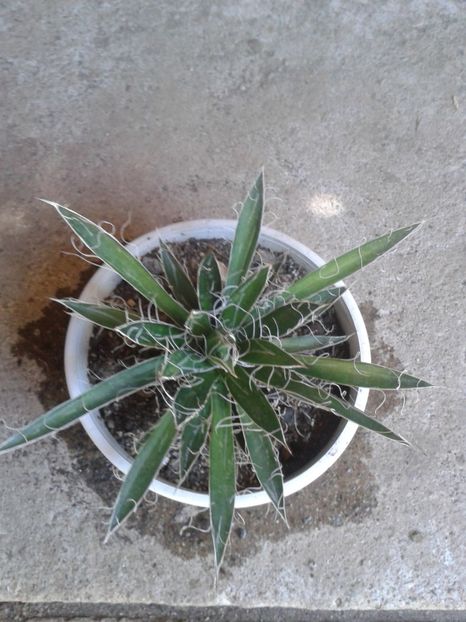 Fotografie0802 - AGAVE