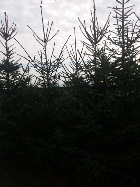  - Ocna Sibiului 2017