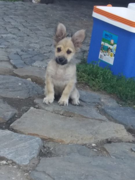  - Ocna Sibiului 2017