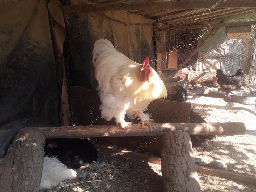  - cochinchina urias alb