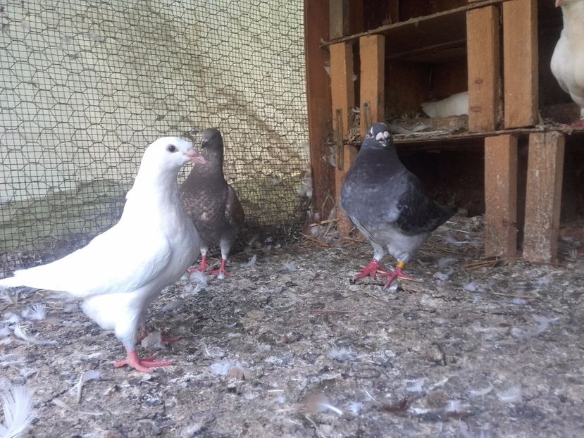  - Straser voiajor american si Hubble