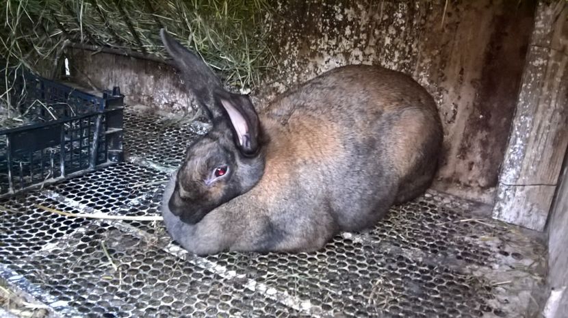  - a1- femela hycole 2turingen