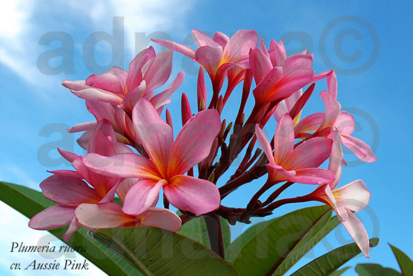 Aussie Pink - Plumeria Frangipani Rubra