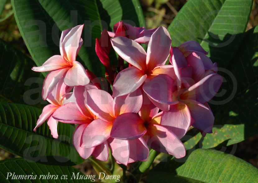 Muang Daeng - Plumeria Frangipani Rubra