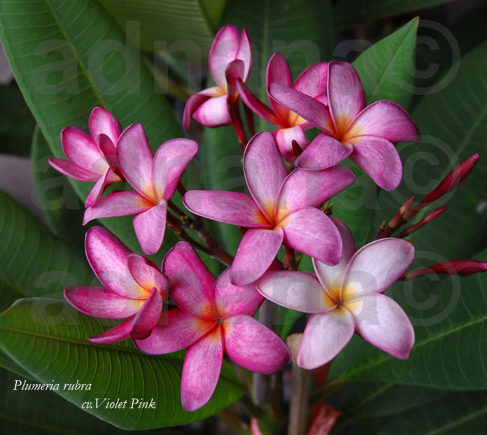 Violet Pink - Plumeria Frangipani Rubra