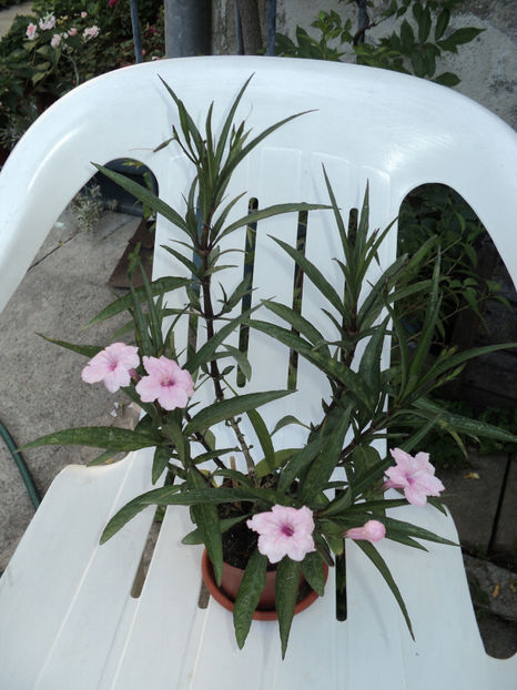 ruellia , sau... - Vara
