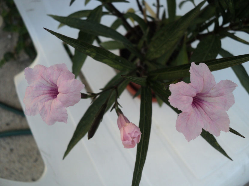 ...petunia mexicana - Vara