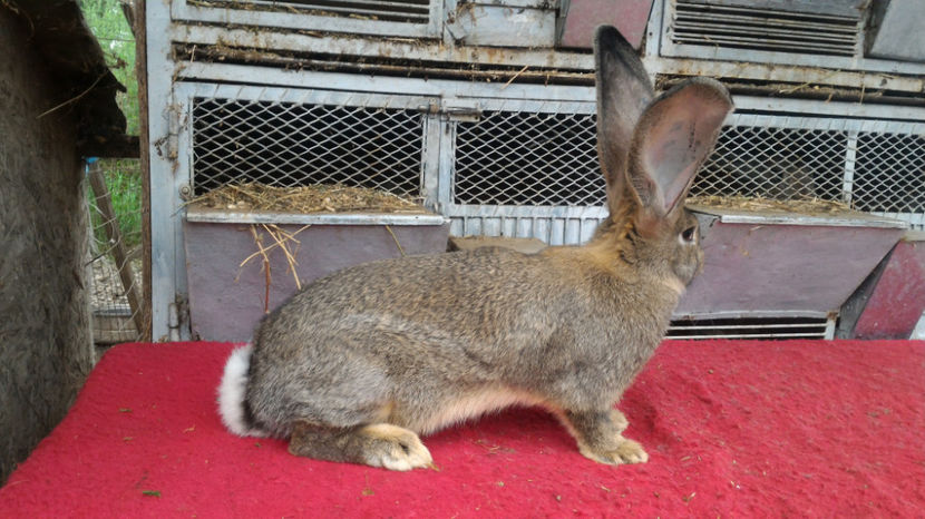 F- RO 8 47224 - Tineret 2017