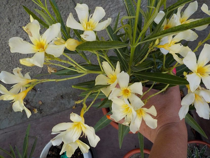  - maria gambeta nr 25