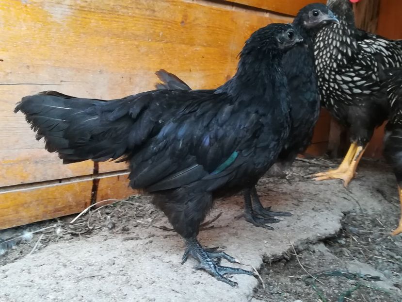  - Ayam Cemani