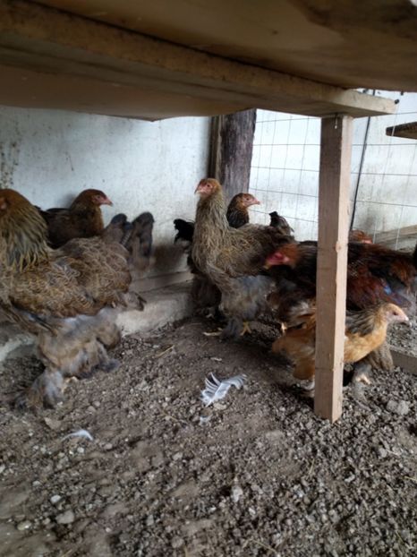  - A Brahma potirnichiu