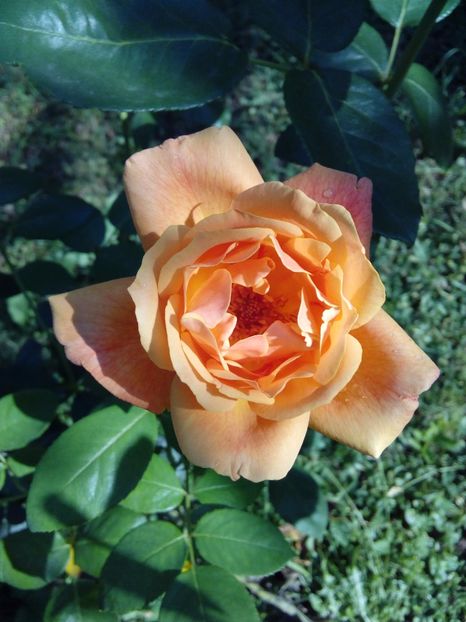  - TRANDAFIRI 2017_2018