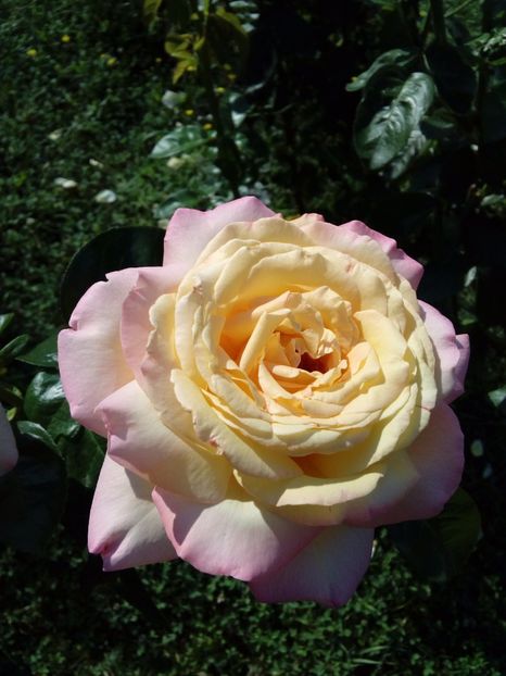  - TRANDAFIRI 2017_2018