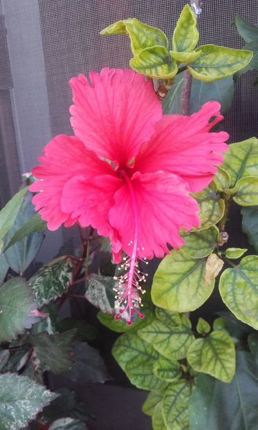  - hibi cooperi rose flake