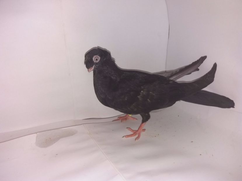 9062  2017_1 - pui 2017 BM