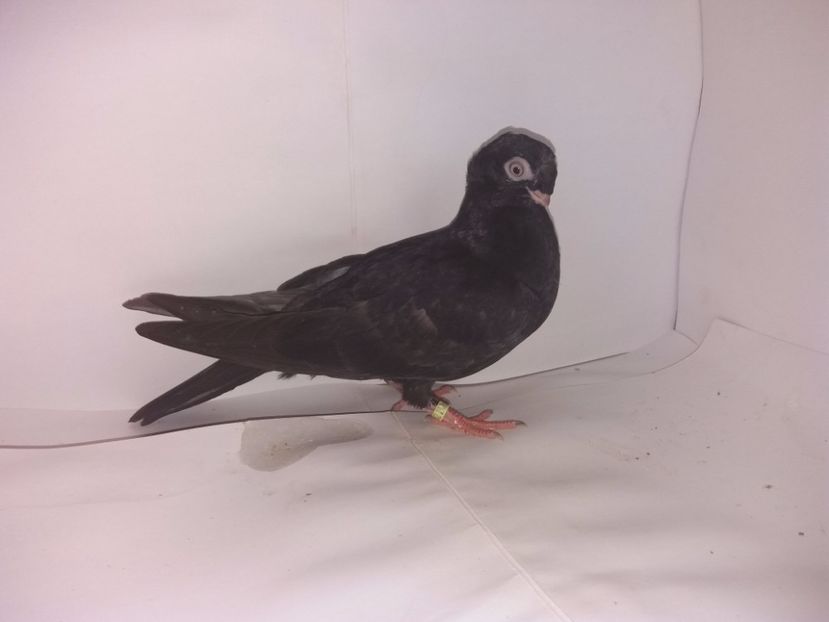 9062  2017_2 - pui 2017 BM