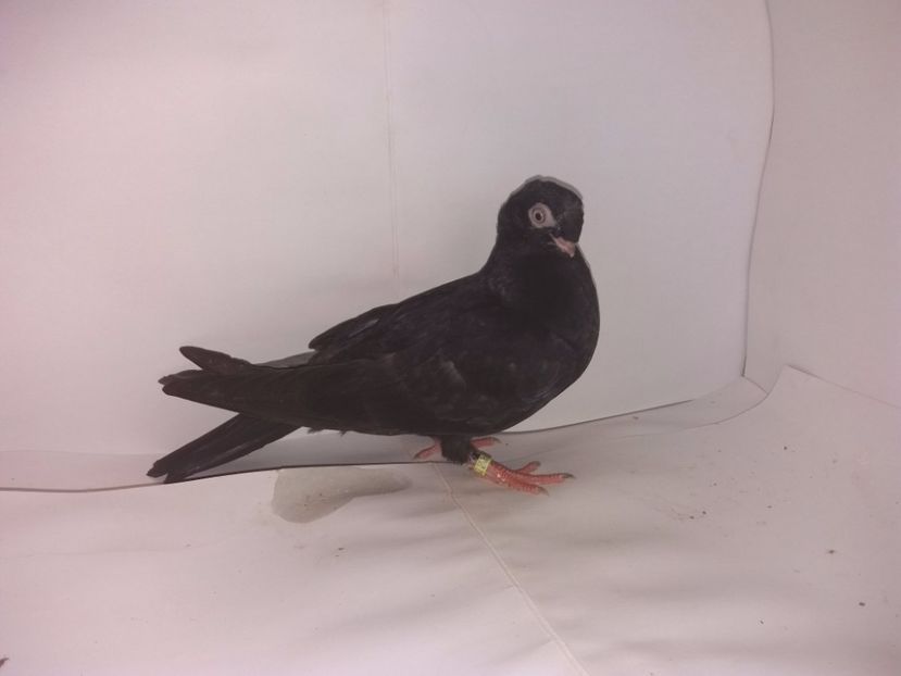 9062  2017_3 - pui 2017 BM