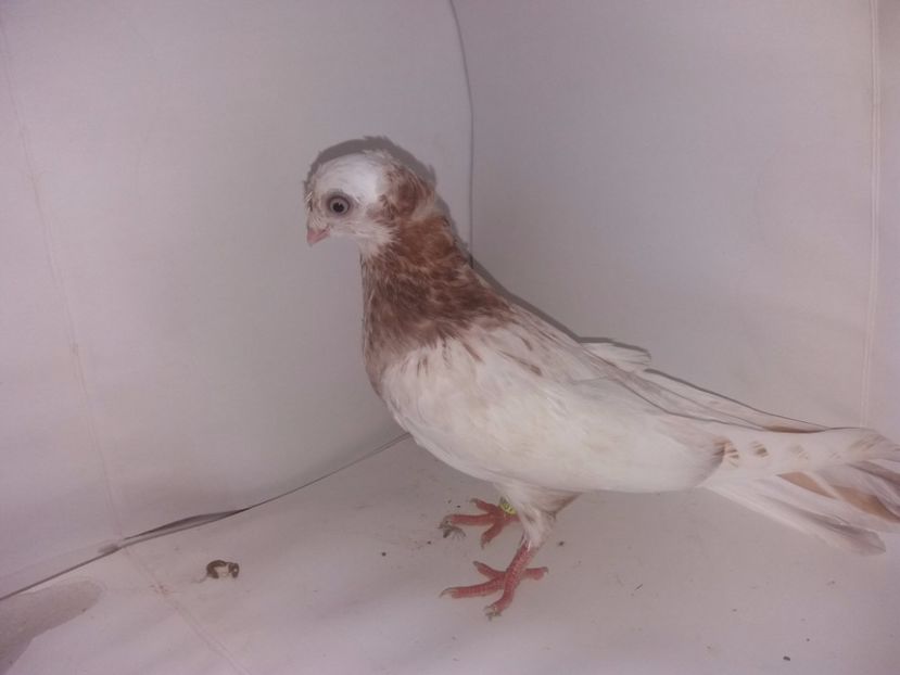 9061  femelă  2017_1 - pui 2017 BM