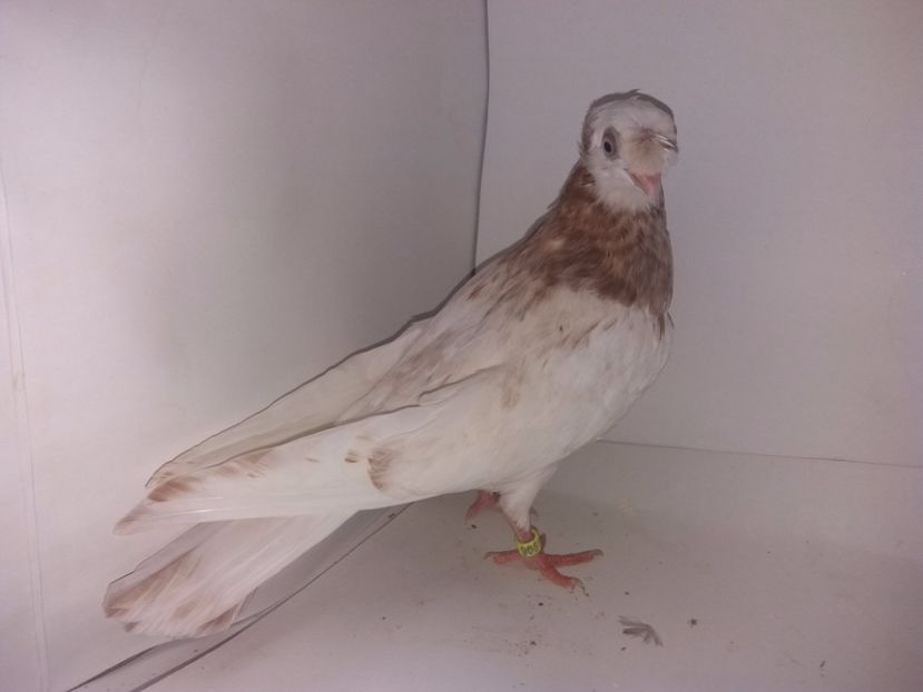 9061  femelă  2017_2 - pui 2017 BM