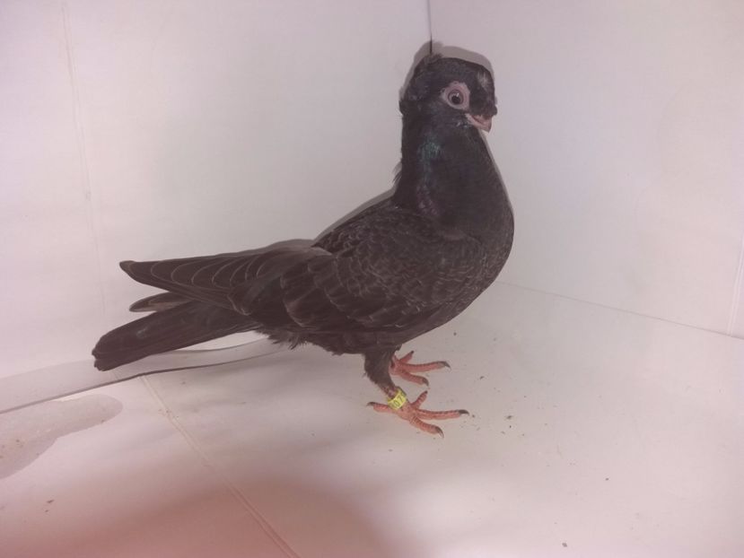 9065  2017_1 - pui 2017 BM