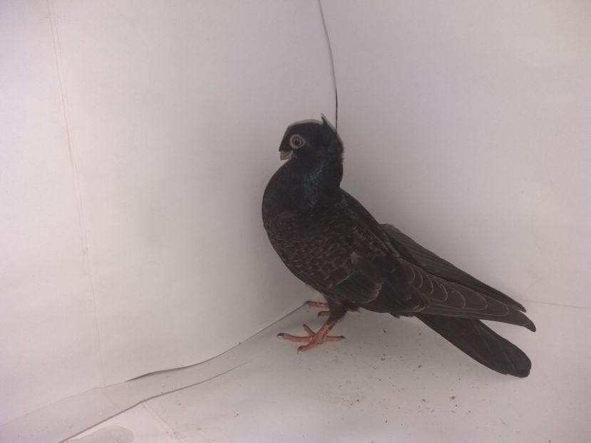 9065  2017_3 - pui 2017 BM