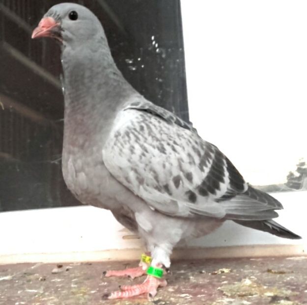  - PENTRU CRESCATORII CARE SE RESPECTA