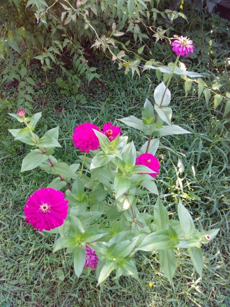  - AAAA__CARCIUMARESE 2015_2017_2018_2019