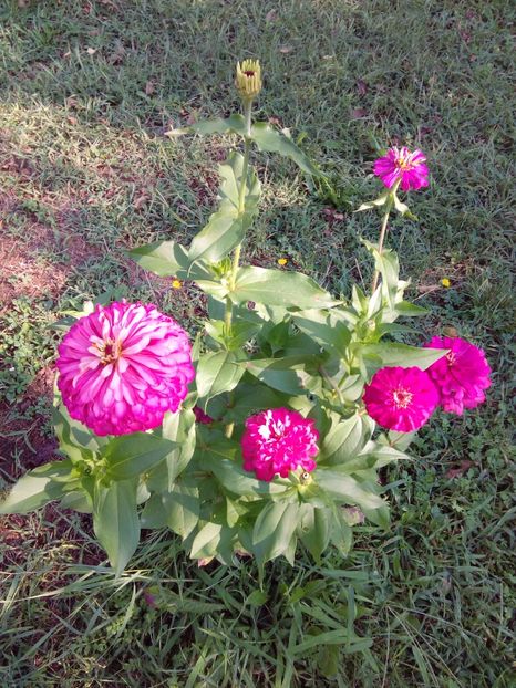  - AAAA__CARCIUMARESE 2015_2017_2018_2019