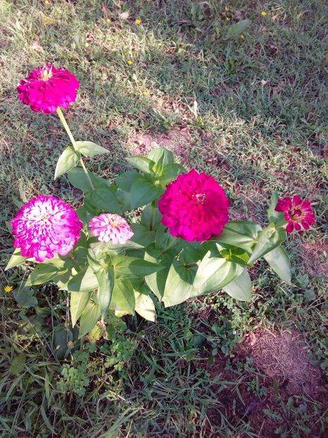  - AAAA__CARCIUMARESE 2015_2017_2018_2019