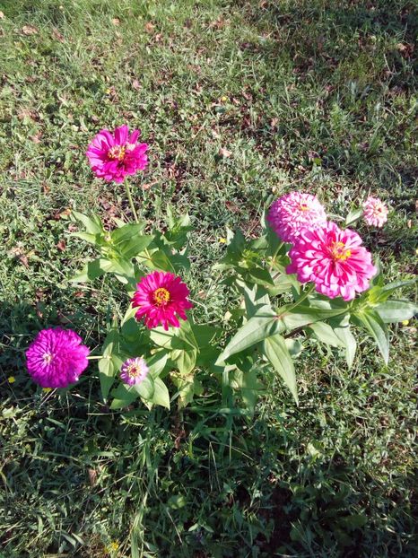  - AAAA__CARCIUMARESE 2015_2017_2018_2019