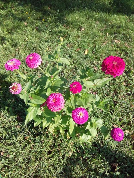  - AAAA__CARCIUMARESE 2015_2017_2018_2019