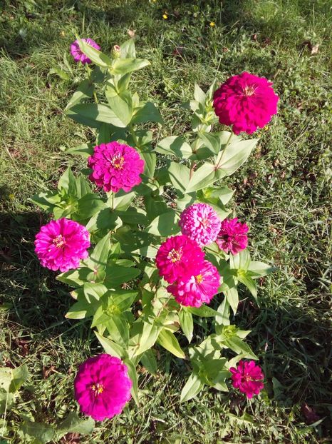  - AAAA__CARCIUMARESE 2015_2017_2018_2019