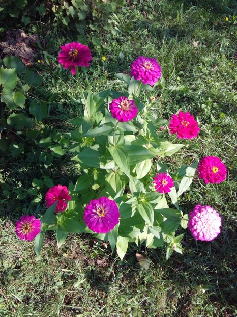  - AAAA__CARCIUMARESE 2015_2017_2018_2019