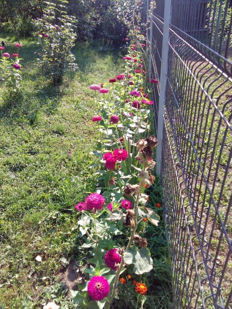  - AAAA__CARCIUMARESE 2015_2017_2018_2019