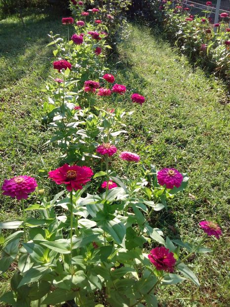  - AAAA__CARCIUMARESE 2015_2017_2018_2019