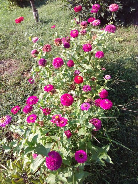  - AAAA__CARCIUMARESE 2015_2017_2018_2019